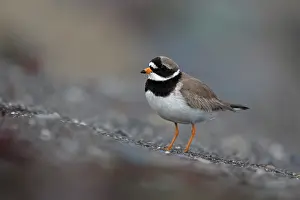 True Plover Prints: Ringed plover (Charadrius hiaticula) portrait, Iceland. June