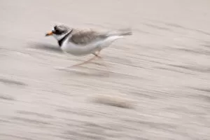 Images Dated 7th June 2009: Ringed plover (Charadrius hiaticulus) running, South east Ireland, June 2009