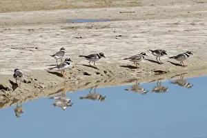 True Plover Prints: Ringed plovers (Charadrius hiaticula) migratory flock foraging by creek in tidal marshland