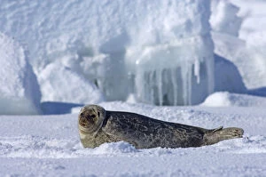 Ringed seal (Phoca hispida) portrait of pup lying on ice, Chukchi Sea, off shore from Point Barrow
