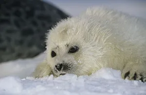 Nature's Last Paradise Prints: Ringed seal (Phoca hispida) pup on ice, Svalbard, Norway