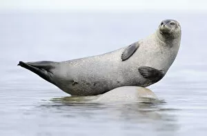 Ringed seal (Pusa hispida) hauled out on rock, Svalbard, Norway
