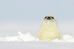 Arctic Prints: Ringed seal (Pusa hispida) pup, resting on ice, Svalbard, Norway. April