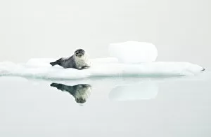 Arctic Ocean Gallery: Ringed seal (Pusa hispida) resting on ice, reflected in water. Svalbard, Norway. July