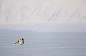 August 2023 Highlights Collection: Ringed seal (Pusa hispida) resting on ice, Svalbard, Norway. April