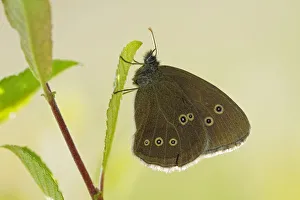 Butterflies Prints: Ringlet butterfly (Aphantopus hyperanthus) with wings closed, Somerset Levels, UK, July