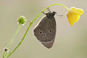 Images Dated 11th October 2011: Ringlet butterfly {Aphantopus hyperantus} resting on buttercup, Denmark Farm, Lampeter, Wales, UK
