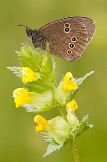 Butterflies Prints: Ringlet butterfly {Aphantopus hyperantus} resting on yellow rattle flowers, Denmark Farm