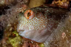 Ray Finned Fish Gallery: Ringneck blenny (Parablennius pilicornis) head portrait, Marine Protected area Punta Campanella
