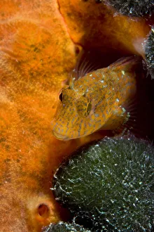 Blennies Prints: Ringneck blenny (Parablennius pilicornis) Larvotto Marine Reserve