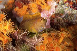 Italy Prints: Ringneck blenny (Parablennius pilicornis) peering out between Yellow cluster anemone (Parazoanthus axinellae)