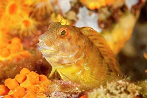 Italy Prints: Ringneck blenny (Parablennius pilicornis) portrait