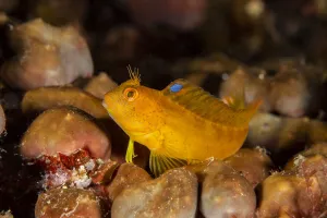 Ringneck blenny (Parablennius pilicornis) Vervece rock, Punta Campanella Marine