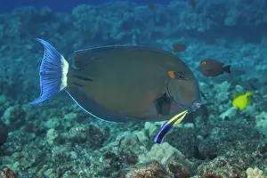 Acanthuridae Prints: Ringtail surgeonfish (Acanthurus blochii) being examined by Hawaiian cleaner wrasse (Labroides phthirophagus)