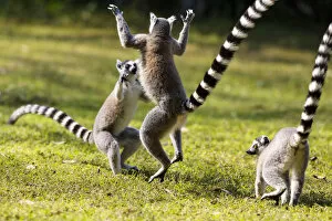 Images Dated 15th September 2012: Ringtailed Lemurs playing (Lemur catta) Nahampoana Reserve, South Madagascar, Africa