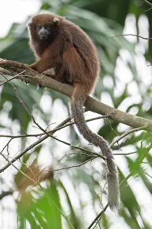 Endemic Prints: Rio Beni titi monkey (Plecturocebus modestus) sitting in tree