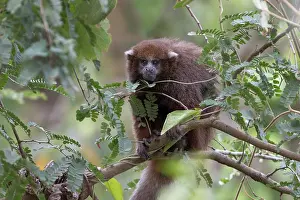 Endemic Prints: Rio Beni titi monkey (Plecturocebus modestus) sitting in tree