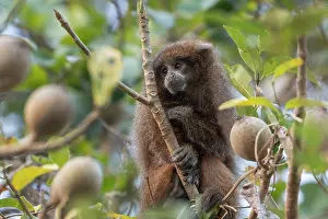 Endemic Prints: Rio Beni titi monkey (Plecturocebus modestus) sitting in tree