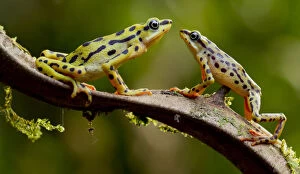 2018 July Highlights Gallery: Rio pescado harlequin toad (Atelopus balios) pair on branch, female on the left, Azuay