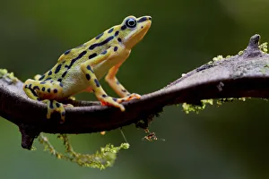 Rio pescado harlequin toad (Atelopus balios) female on branch, Azuay, Ecuador, Critically
