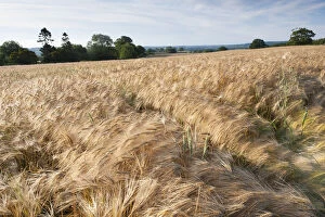 Ripe Barley crop in field, Haregill Lodge Farm, Ellingstring, North Yorkshire, England