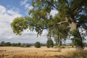 Images Dated 3rd July 2012: Ripe Oats in field, Haregill Lodge Farm, Ellingstring, North Yorkshire, England, UK
