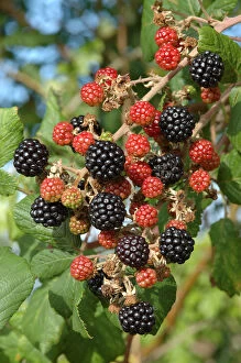 Ripening blackberries on Bramble bush (Rubus plicatus) Somerset, UK
