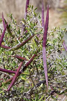 Almeria Prints: Ripening seed pods of Silk vine (Periploca laevigata angustifolia)