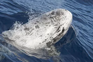 Rissos dolphin (Grampus griseus) at surface, Fuerteventura, Canary Islands