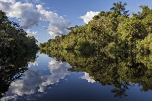 Rainforest Gallery: River in Amazon rainforest with reflections in water, Cuyabeno National Park, Sucumbios