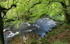 River Barle surrounded by deciduous woodland, Exmoor, Somerset, UK. May, 2023