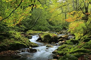 River and beech woodland (Fagus sylvatica) Muniellos National Park, Asturias, Spain
