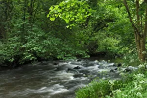 Exploring Britain Collection: River Cusher flowing through woodland, Clare Glen, County Armagh, Northern Ireland, UK
