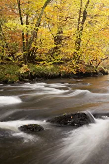 River Dart, near Newbridge, Dartmoor National Park, Devon, England, UK, November 2011