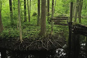 Images Dated 7th June 2008: River flowing through forest, Kemeri National Park, Latvia, June 2009