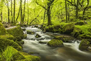 Blurred Movement Prints: The River Fowey at Golitha Falls surrounded by forest in fresh spring foliage
