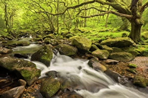 Green Woodlands Collection: River Plym flowing fast through Dewerstone Wood, Shaugh Prior, Dartmoor National Park, Devon