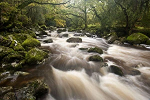Images Dated 22nd January 2013: River Plym flowing fast through Dewerstone Wood, Shaugh Prior, Dartmoor National Park