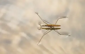 Aquatic Prints: River skater (Aquarius najas) wingless form