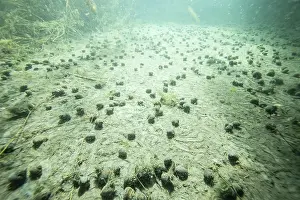 Mollusca Prints: River snails (Viviparus viviparus) moving by the hundreds on the bottom of an ancient meander of the Rhone river