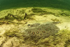 Riverbeds Prints: River stingray (Potamotrygon sp)