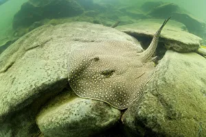 River stingray (Potamotrygon sp) Formoso River, Bonito, Mato Grosso do Sul, Brazil