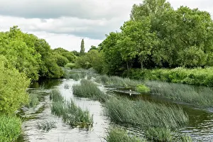 Cyperaceae Prints: River Stour with emergent Common club-rush (Schoenoplectus lacustris)