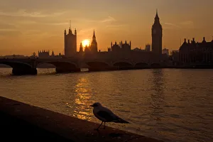 The River Thames and Houses of Parliament at Westminster at sunset with gull, UK The River Thames and Houses of Parliament at Westminster at sunset with gull, UK