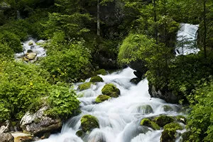 Images Dated 14th July 2009: River Zadnjica, cascading past moss covered stones, Triglav National Park, Slovenia