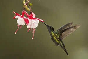 Rivolis hummingbird (Eugenes fulgens) nectaring on Fuchsia (Fuchsia sp) flower