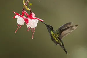 Onagraceae Prints: Rivolis hummingbird (Eugenes fulgens) nectaring on Fuchsia (Fuchsia sp) flower