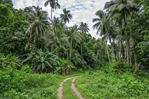 New Ireland Prints: A road leading through the dense vegetation on Mussau Island