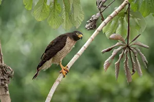 Accipitriformes Prints: Roadside hawk (Rupornis magnirostris) perched on branch at roadside between Rurrenabaque and St