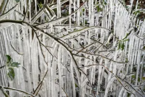 Branch Prints: Roadside vegetation coated in ice from road surface water spray during winter storm